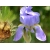 Orris Root Absolute z korzenia kosaćca Iris Pallida, irys korzeń absolut do produkcji perfum